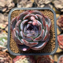 Echeveria 'Dark Opal' 2" Succulent Plant Cutting