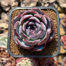 Echeveria 'Dark Opal' 2" Succulent Plant Cutting