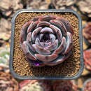 Echeveria 'Dark Opal' 2" Succulent Plant Cutting
