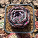 Echeveria 'Dark Opal' 2" Succulent Plant Cutting