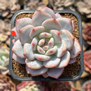 Echeveria 'Pink In Veil' 2" New Hybrid Succulent Plant Cutting