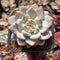Echeveria 'Pink In Veil' 2" New Hybrid Succulent Plant Cutting