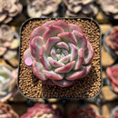 Echeveria 'Pumpkin' 2" Succulent Plant Cutting