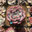 Echeveria 'Pumpkin' 2" Succulent Plant Cutting