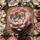 Echeveria 'Pumpkin' 2" Succulent Plant Cutting