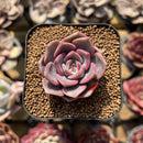 Echeveria 'Pinks' 1" New Hybrid Succulent Plant Cutting