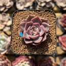 Echeveria 'Pinks' 1" New Hybrid Succulent Plant Cutting