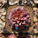 Echeveria 'Papisha' 2" Succulent Plant Cutting