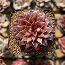 Echeveria 'Papisha' 2" Succulent Plant Cutting