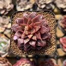 Echeveria 'Papisha' 2" Succulent Plant Cutting