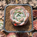 Echeveria 'Love' 1"-2" Succulent Plant Cutting