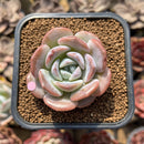 Echeveria 'Love' 1"-2" Succulent Plant Cutting