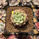 Echeveria 'Carol' 1" Succulent Plant Cutting