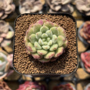 Echeveria 'Carol' 1" Succulent Plant Cutting