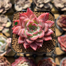 Echeveria 'Black Swan' 1" Succulent Plant Cutting