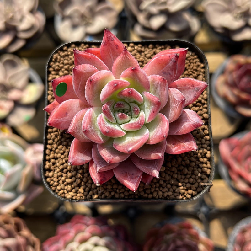 black swan succulent Echeveria 'Black Swan' 1