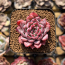 Echeveria 'Black Swan' 1" Succulent Plant Cutting