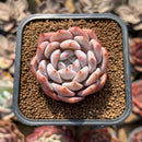 Echeveria 'Japanese Castle' 2" Succulent Plant Cutting