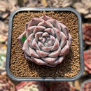 Echeveria 'Royal Star' 2" Succulent Plant Cutting