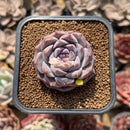 Echeveria 'Royal Star' 2" Succulent Plant Cutting