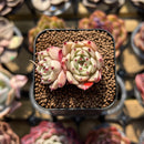 Echeveria 'Pink Hime' 1" Succulent Plant Cutting