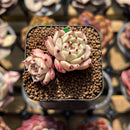 Echeveria 'Pink Hime' 1" Succulent Plant Cutting