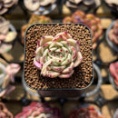 Echeveria 'Pink Hime' 1" Succulent Plant Cutting