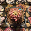 Echeveria 'Bésame Mucho' 1" New Hybrid Succulent Plant Cutting