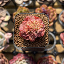 Echeveria 'Bésame Mucho' 1" New Hybrid Succulent Plant Cutting