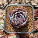 Echeveria 'Dark Opal' 2" Succulent Plant Cutting