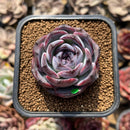 Echeveria 'Dark Opal' 2" Succulent Plant Cutting