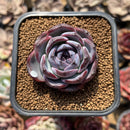 Echeveria 'Dark Opal' 2" Succulent Plant Cutting