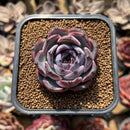 Echeveria 'Dark Opal' 2" Succulent Plant Cutting