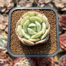 Echeveria 'Beginner' 1"-2" Succulent Plant Cutting