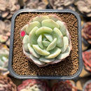 Echeveria 'Beginner' 1"-2" Succulent Plant Cutting