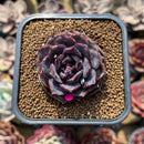 Echeveria 'Black Coco' 2" Succulent Plant Cutting