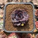 Echeveria 'Black Coco' 2" Succulent Plant Cutting
