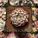 Echeveria 'Primavera' 1" Succulent Plant Cutting