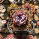 Echeveria sp. 1" Succulent Plant Cutting