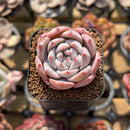 Echeveria 'Blue Bird' Hybrid 1" Succulent Plant Cutting