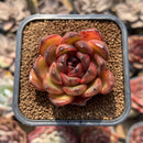 Echeveria sp. 1" Succulent Plant Cutting