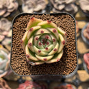 Echeveria 'Blue Dragon 1"-2" Succulent Plant Cutting