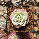 Echeveria 'Beginner' 1"-2" Succulent Plant Cutting