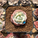 Echeveria 'Beginner' 1"-2" Succulent Plant Cutting