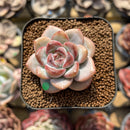 Echeveria 'Miss Jin' 2" Succulent Plant Cutting