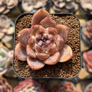Echeveria 'White Soul' 1"-2" Succulent Plant Cutting