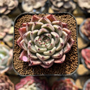 Echeveria 'Primavera' 1" Succulent Plant Cutting