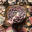 Echeveria 'Star Jay' 1" Succulent Plant Cutting
