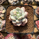 Echeveria 'Japanese Rusby' 2" Succulent Plant Cutting