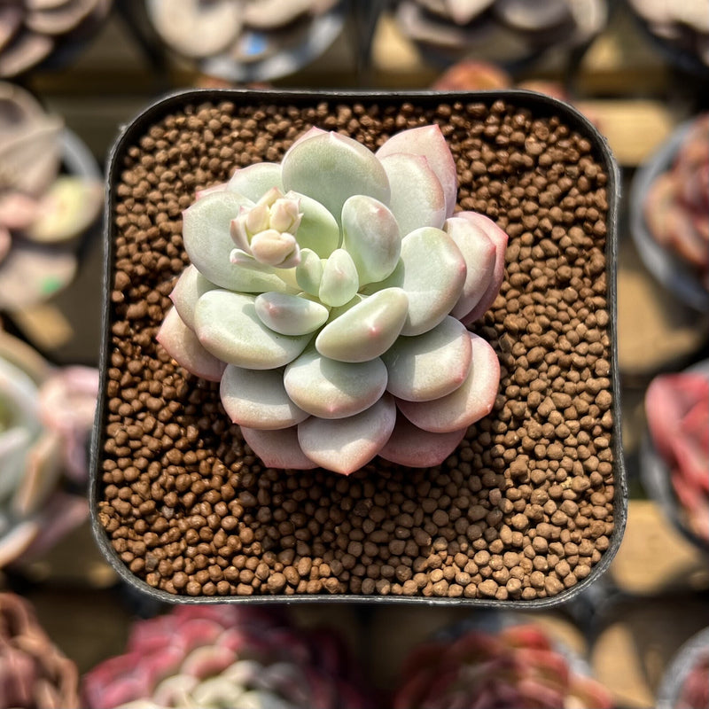 Echeveria 'Japanese Rusby' 2" Succulent Plant Cutting  True Succulents  Plant Co.